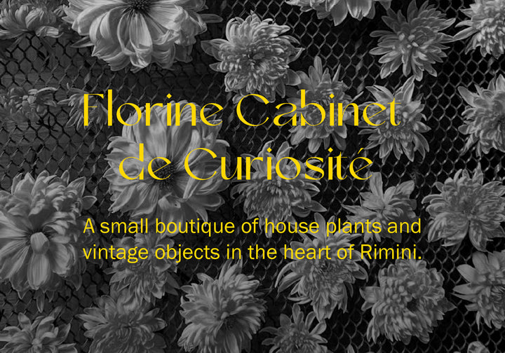 Florine Cabinet de Curiosité - CHAPTER IV